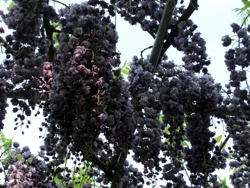 2009050302.jpg
