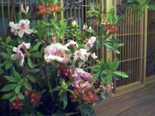 20090504162308.jpg