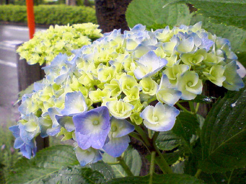 20090526222905.jpg