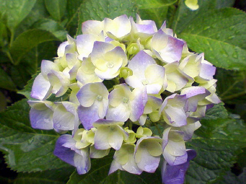 20090529070332.jpg