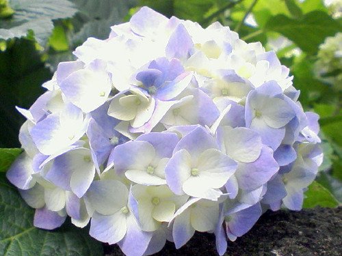 20090531203659.jpg