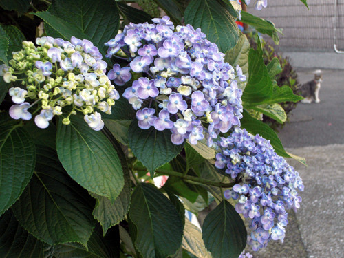 20090602224617.jpg
