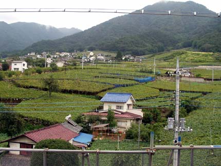 budou3.jpg